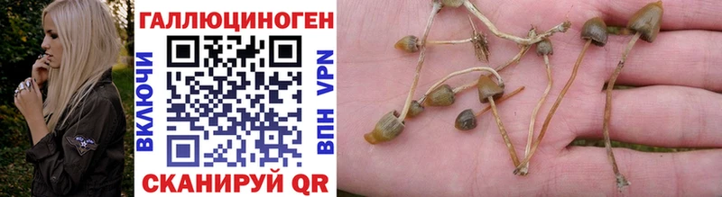 Галлюциногенные грибы Psilocybine cubensis  shop наркотические препараты  Медвежьегорск 